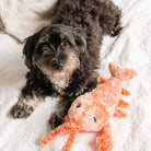 Small black and white dog lying on a bed with a plush orange lobster toy, showcasing cute pet accessories, cozy home setting, and playful dog toys.