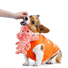 Corgi wearing an orange vest playing with a plush lobster toy, being fed a treat. Cute dog, pet accessories, playful puppy, dog toy.