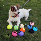 Dog with colorful interactive balls on grass, wearing a collar and leash. Pet toys, outdoor play, canine fun, vibrant colors, dog accessories.