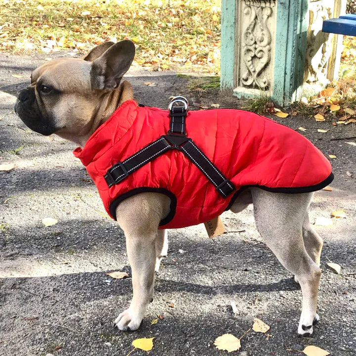 French Bulldog in a red dog jacket with harness, standing outdoors on a sunny day. Pet fashion, dog clothing, stylish pet apparel.