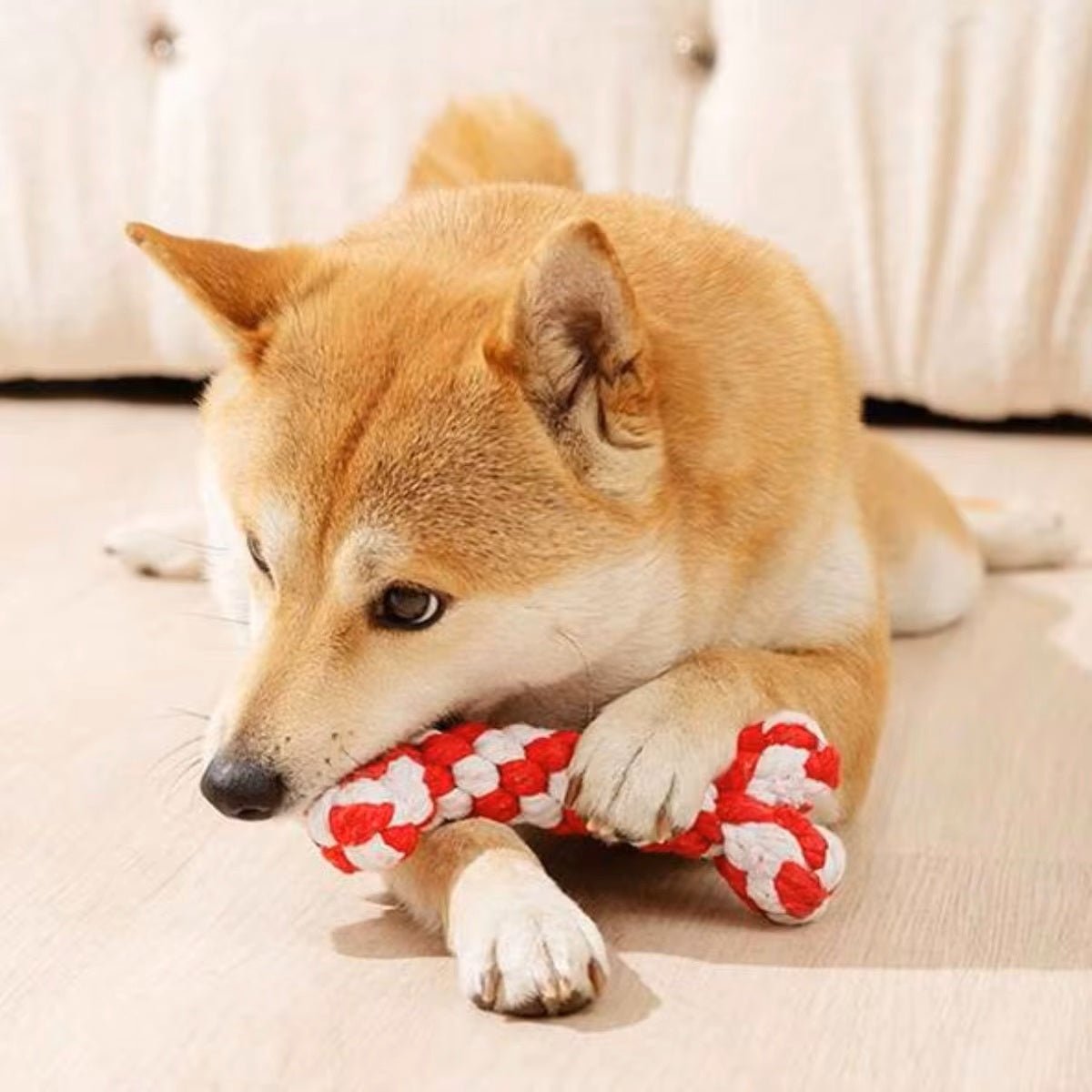 Shiba Inu dog chewing on a red and white rope toy indoors, playful pet behavior, cute dog photo, popular dog breed, home setting.