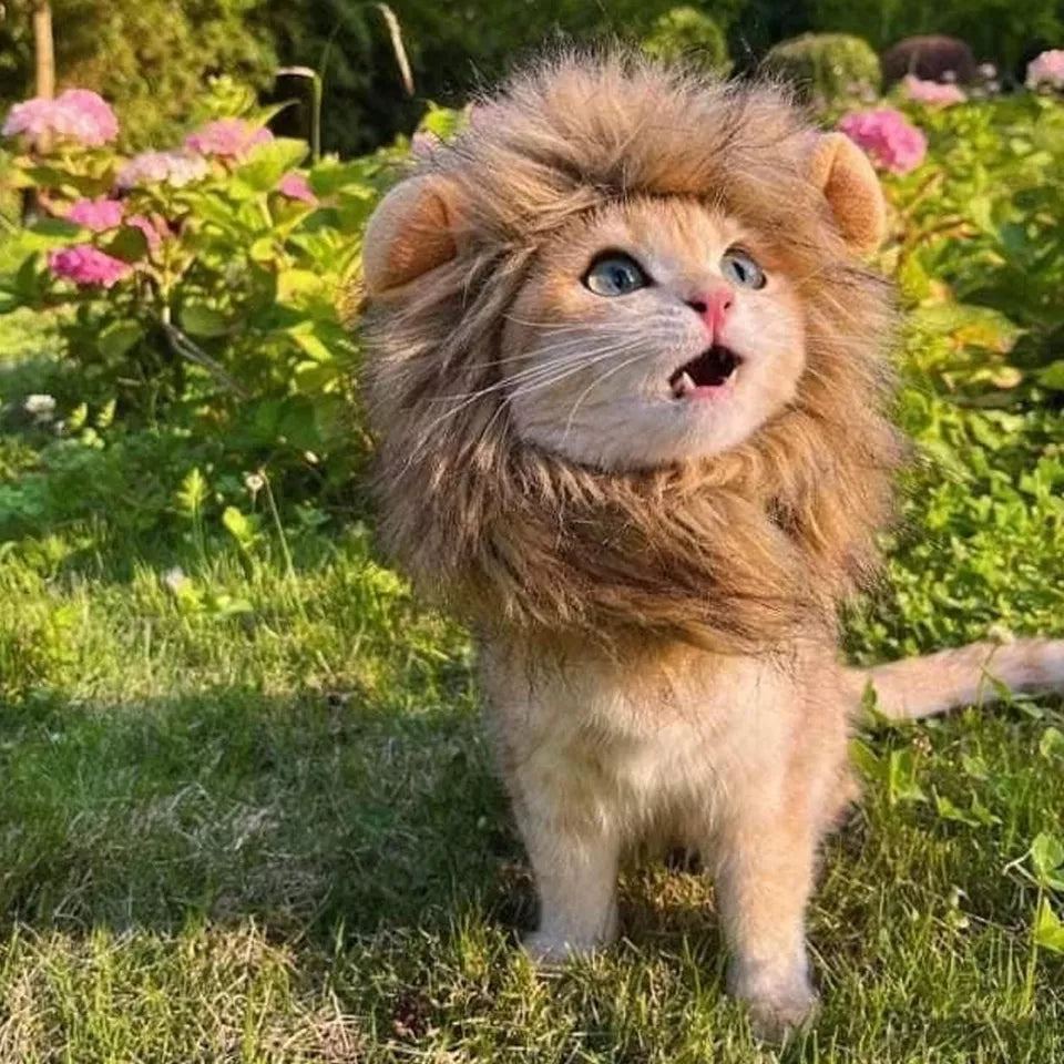 Cat wearing a lion mane costume in a garden with pink hydrangeas, looking upwards. Cute pet cosplay, feline dressed as lion, outdoor setting.