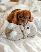 Cavalier King Charles Spaniel cuddling with a plush teddy bear on a white bed. Cute dog, cozy pet, adorable puppy, stuffed animal, home comfort.