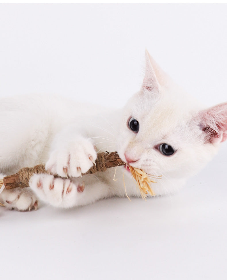 White kitten playing with a natural catnip stick on a white background. Cute pet chewing toy, promoting feline dental health and playful behavior.